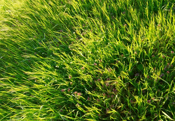 Свіжий зелений фон трави — стокове фото