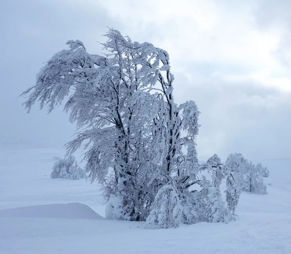 Зима дерево — стокове фото
