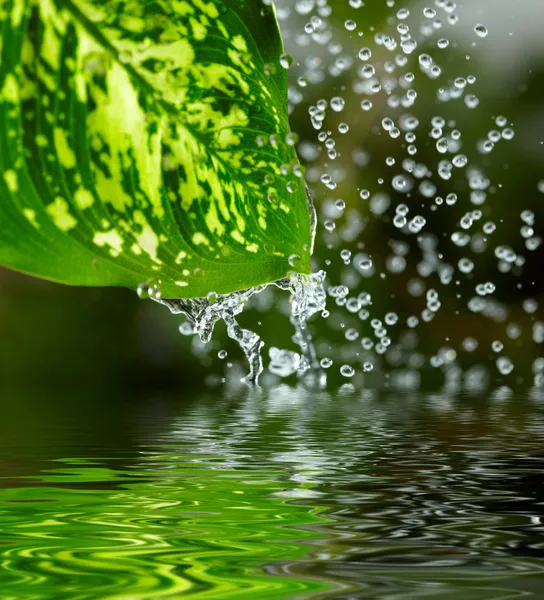 Hoja verde bajo la lluvia. DOF poco profundo — Foto de Stock