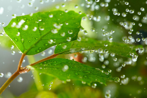 Green leaves in the rain