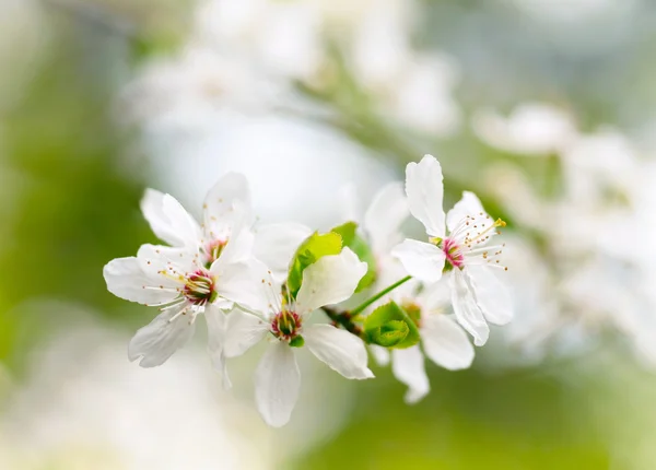 Fleurs blanches printanières — Photo