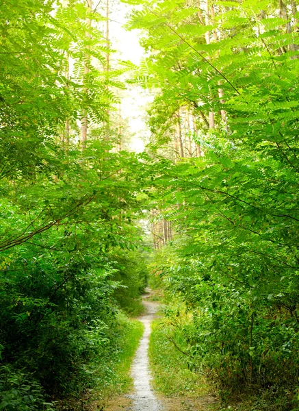 Forêt d'été — Photo