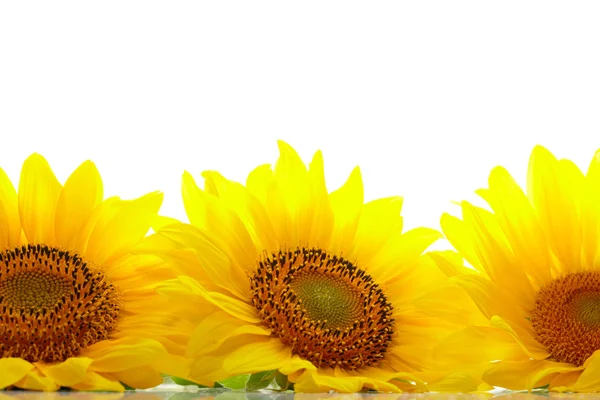 Drei Sonnenblumen mit Copyspase — Stockfoto