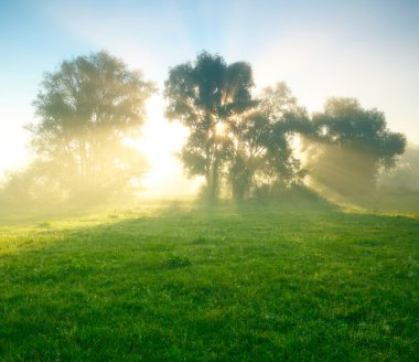 Foggy meadow at sunrise clipart