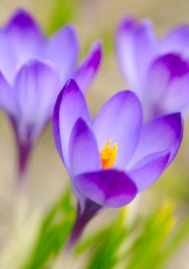 Spring crocus flowers. Soft focus