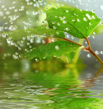 Green leaves in the rain clipart