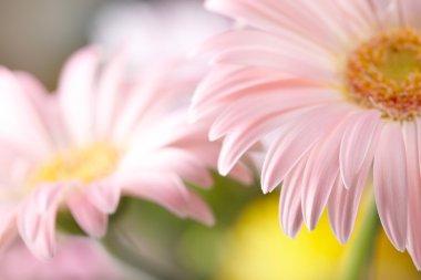 iki papatya pembe gerbera closeup. sığ dof