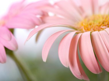 iki papatya pembe gerbera closeup. sığ dof