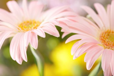 closeup iki papatya pembe gerbera