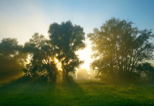 Foggy prairie au lever du soleil — Photo
