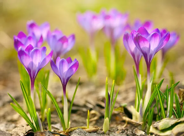 stock image Spring crocus flowers