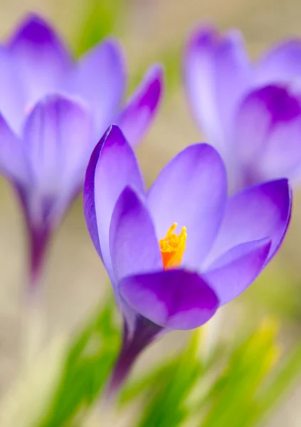 Spring crocus flowers. Soft focus — Stock Photo, Image
