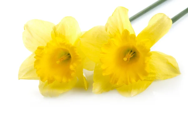 Yellow narcissus over white background — Stock Photo, Image