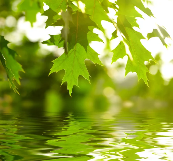 녹색 잎은 물에 반영 — 스톡 사진