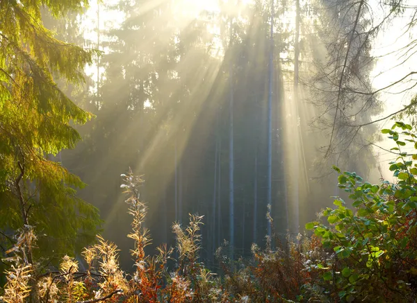 朝の森 — ストック写真