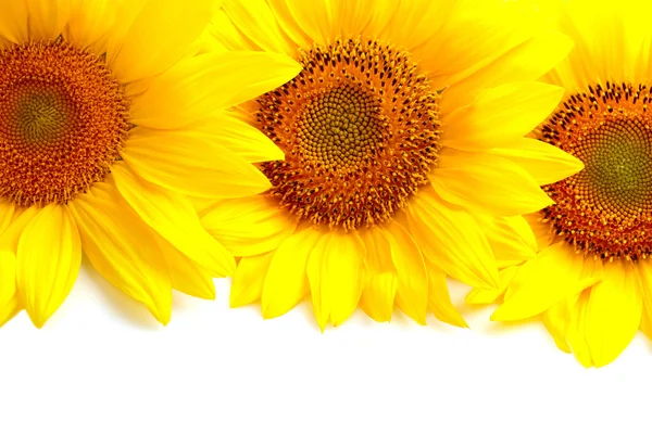 Three sunflowers with copyspase — Stock Photo, Image