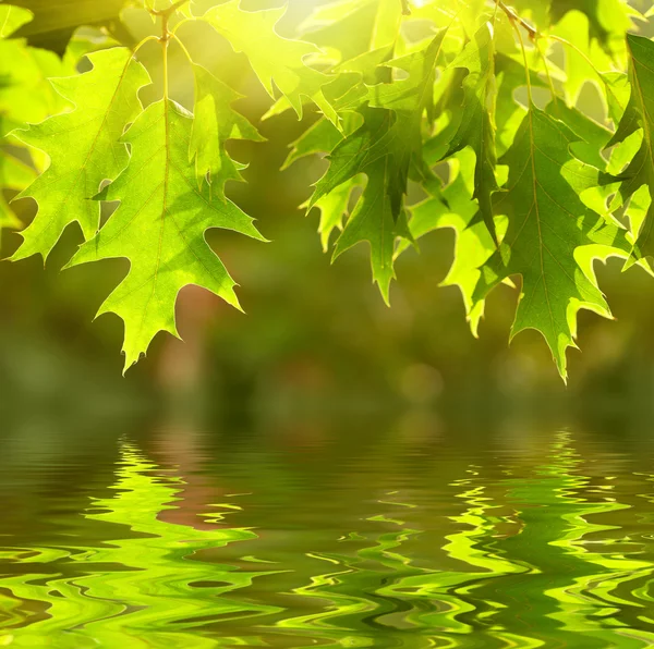Πράσινα φύλλα που αντανακλούν στο νερό — Φωτογραφία Αρχείου