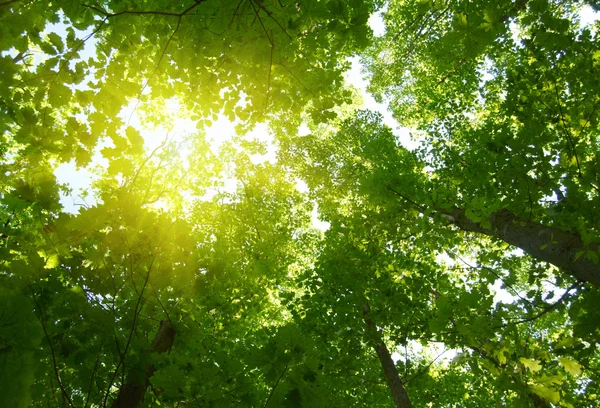 Sun in deep forest background — Stock Photo, Image
