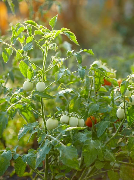 Ramo de tomates —  Fotos de Stock