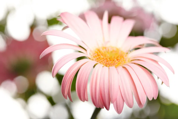 ピンクのデイジー ガーベラのクローズ アップ写真。浅い自由度 — ストック写真