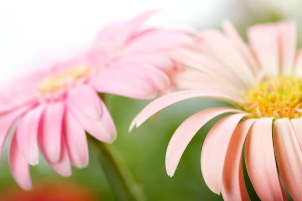 Closeup of two pink daisy-gerbera. Shallow DOF — Stock Photo, Image