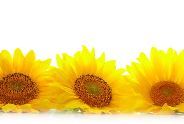 Three sunflowers with copyspase — Stock Photo, Image