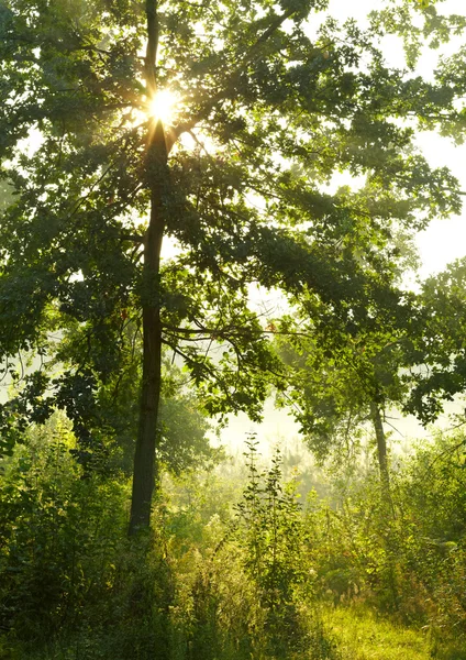 Το πρωί καλοκαίρι δάσος — Φωτογραφία Αρχείου