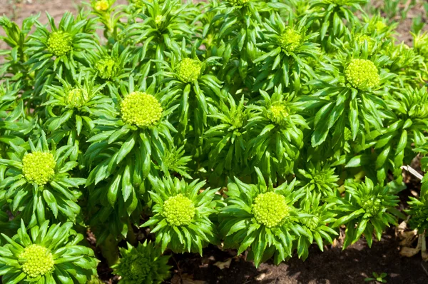 Stock image Rhodiola rosea