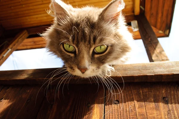 stock image Gray cat