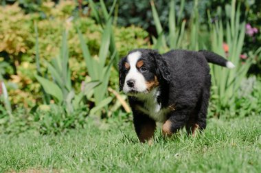 Bernese dağ köpeği pupp portre