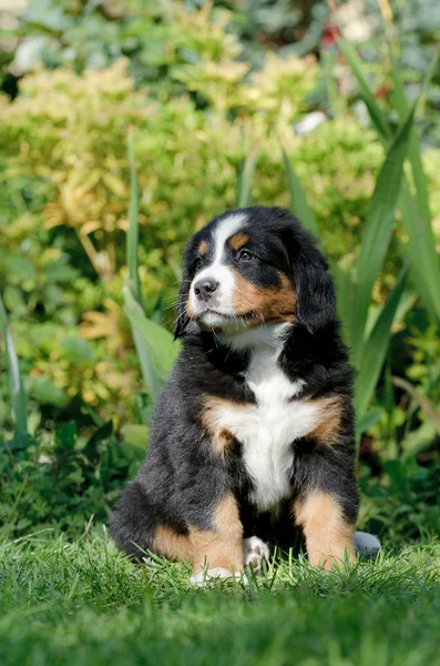 Bernese Mountain Dog ritratto cucciolo — Foto Stock