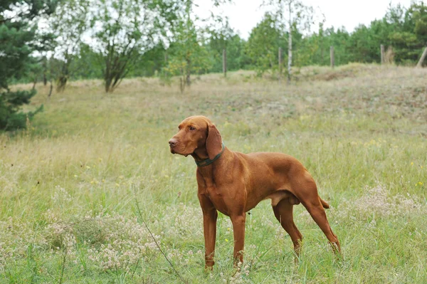 Угорський Vizsla собака — стокове фото