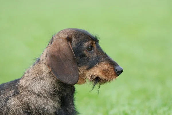 Cão dachshund de pêlo fio — Fotografia de Stock