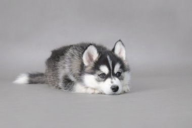 Husky puppy clipart