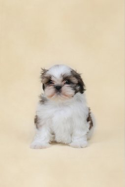 Shih tzu yavrusu