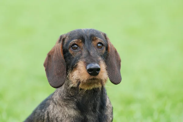 Cão dachshund de pêlo fio — Fotografia de Stock