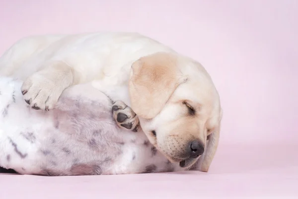 Спящий щенок-лабрадор — стоковое фото