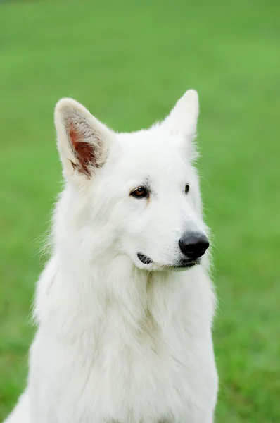 White Swiss Shepherd Dog — Stock Photo, Image