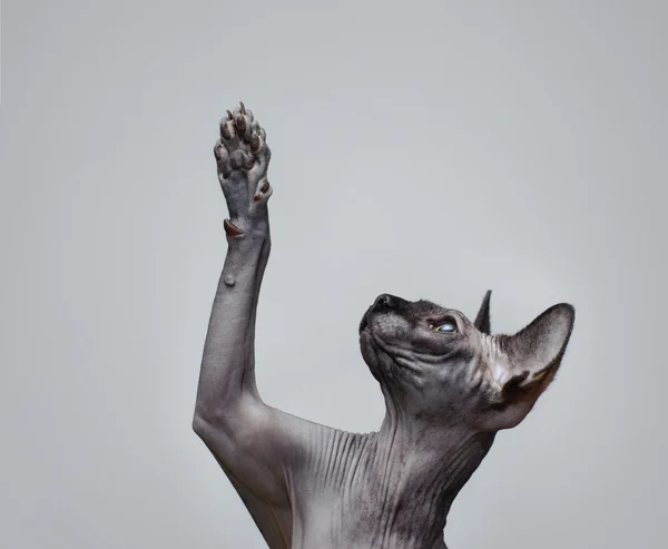 Kanadský sphynx kočka — Stock fotografie