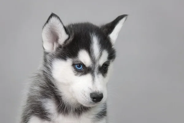 Husky puppy — Stock Photo, Image