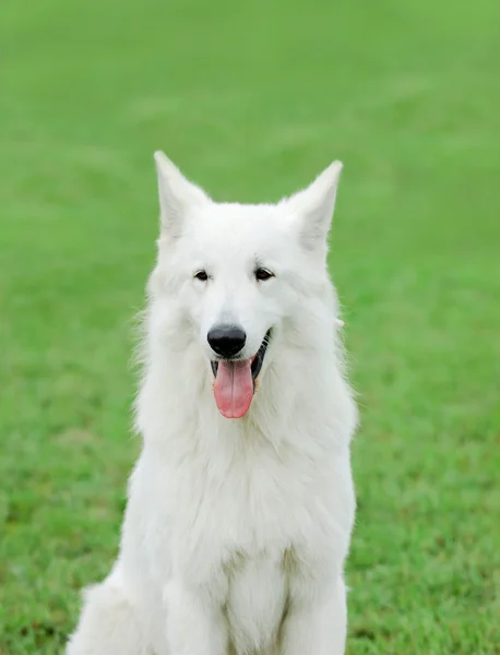 Perro pastor suizo blanco — Foto de Stock