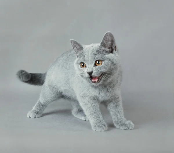 Británico taquigrafía gatito — Foto de Stock