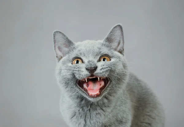 Británico taquigrafía gatito — Foto de Stock