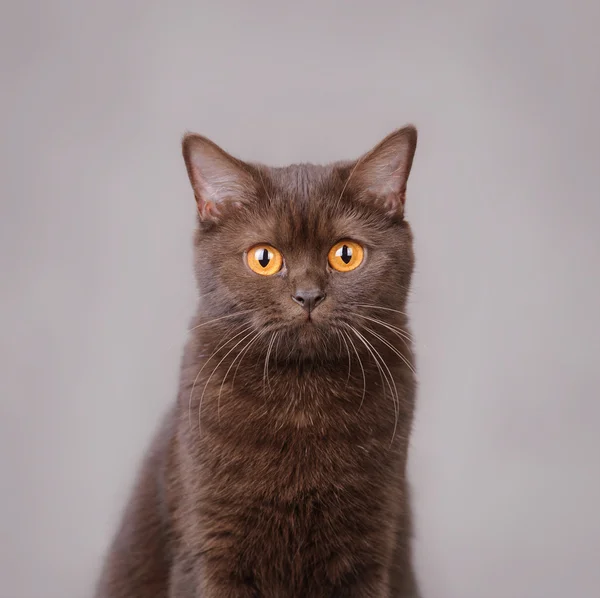 초콜릿 영국 쇼트헤어 고양이 — 스톡 사진