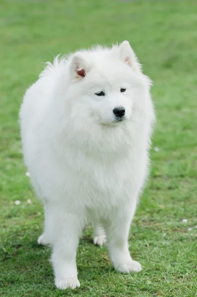 stock image Samoyed dog