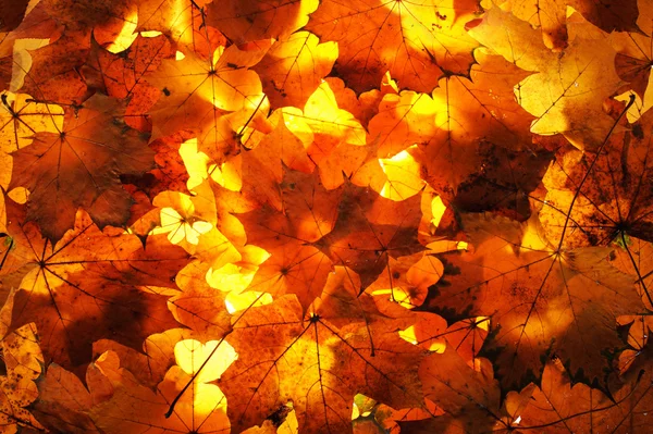 stock image Autumn leaves background