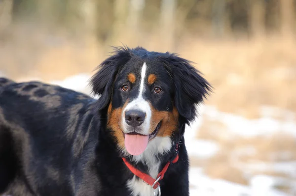 Bernese Mountain Dog retrato de inverno — Fotografia de Stock