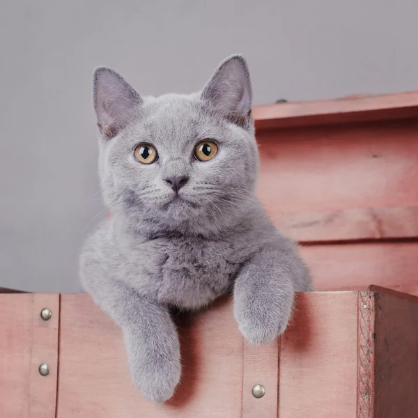 Короткий котенок Великобритании — стоковое фото