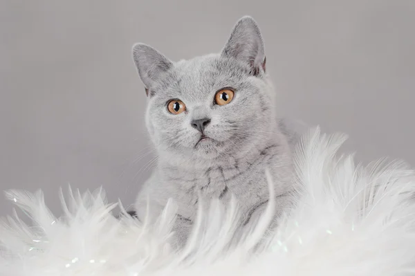 Kot brytyjski krótkowłosy — Zdjęcie stockowe
