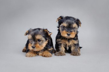 Yorkshire terrier köpek yavrusu portre